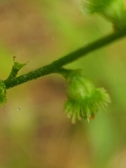 Agrimonia incisa