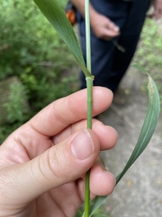 Bromus latiglumis