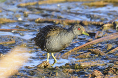 Porzana fluminea