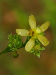 Agrimonia incisa