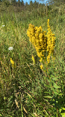 Solidago speciosa
