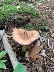 Russulaceae