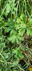 Geranium sylvaticum