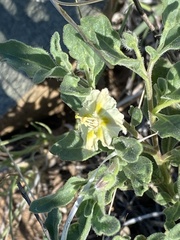 Chamaesaracha coniodes