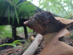 Russulaceae
