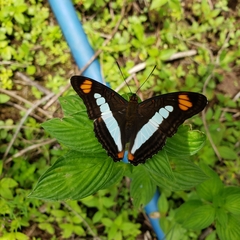 Adelpha serpa