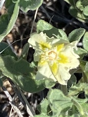 Chamaesaracha coniodes