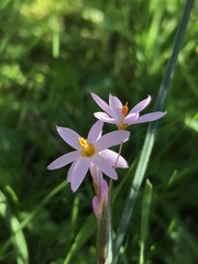 Olsynium scirpoideum