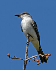 Tyrannus dominicensis