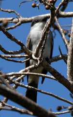 Tyrannus dominicensis