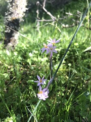 Olsynium scirpoideum