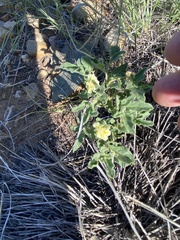 Chamaesaracha coniodes