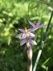 Olsynium scirpoideum