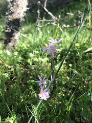 Olsynium scirpoideum