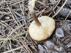 Clitocybaceae