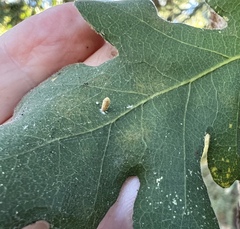 Atrusca clavuloides