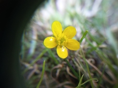 Ranunculus weyleri