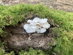 Marasmiellus candidus