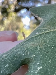 Atrusca clavuloides