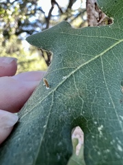 Atrusca clavuloides