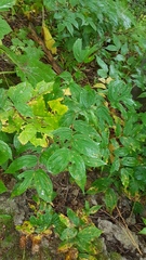 Prosartes hookeri