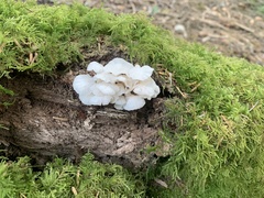 Marasmiellus candidus