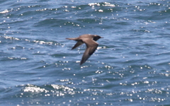Charadriiformes