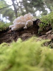 Marasmiellus candidus