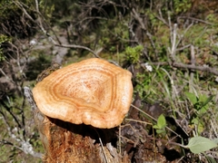 Lactarius salmonicolor