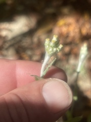 Gnaphalieae