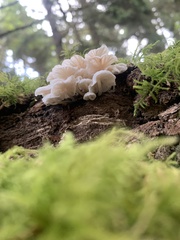 Marasmiellus candidus