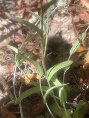 Gnaphalieae