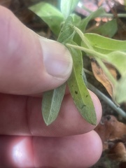 Gnaphalieae