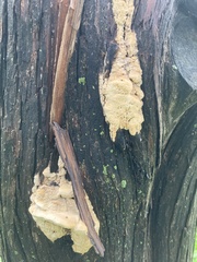 Subantrodia juniperina