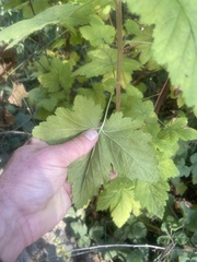 Physocarpus capitatus