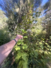 Physocarpus capitatus