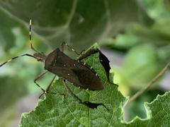 Leptoglossus gonagra