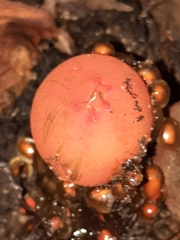 Calostoma cinnabarinum