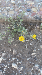 Heterotheca villosa