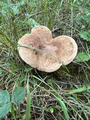 Gyroporus castaneus