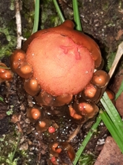 Calostoma cinnabarinum
