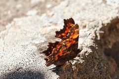 Polygonia faunus image