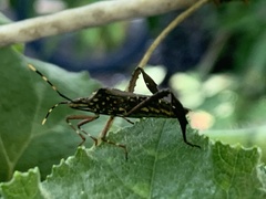 Leptoglossus gonagra