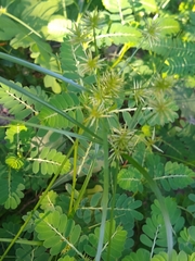 Cyperus croceus
