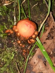 Calostoma cinnabarinum