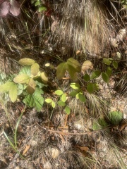 Clinopodium douglasii
