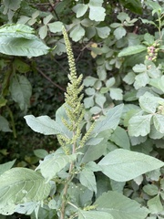 Amaranthus viridis