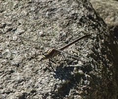 Dromogomphus spinosus
