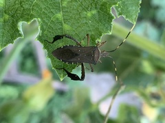 Leptoglossus gonagra