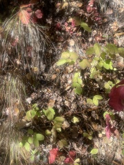 Clinopodium douglasii